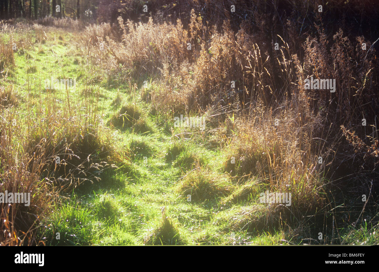 Backlit autumnal view of rough grass track with dried grasses and brown Great willowherb and with distant trees Stock Photo
