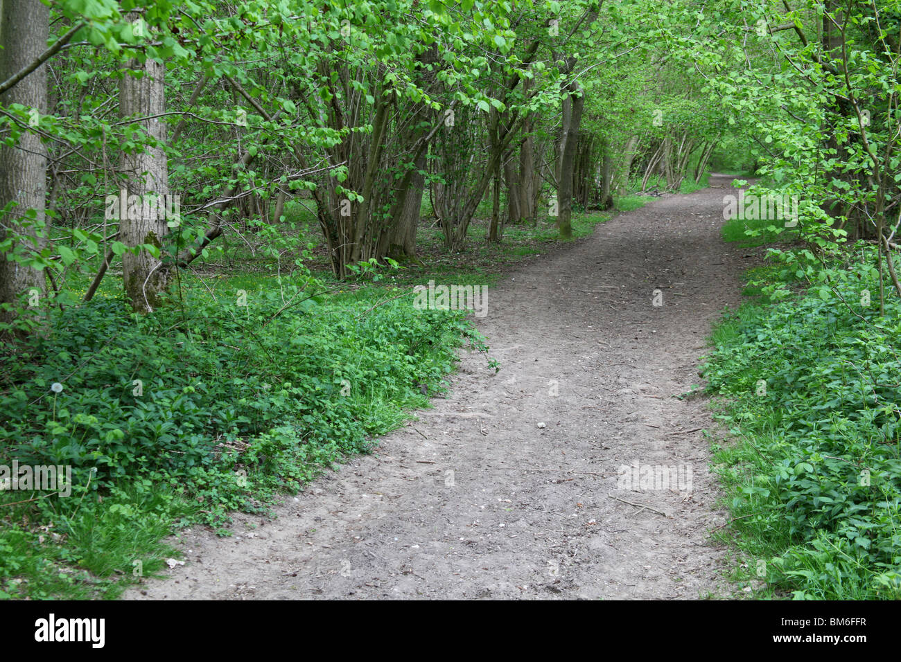 Woodland path or trail in spring, Hampshire, England. Stock Photo