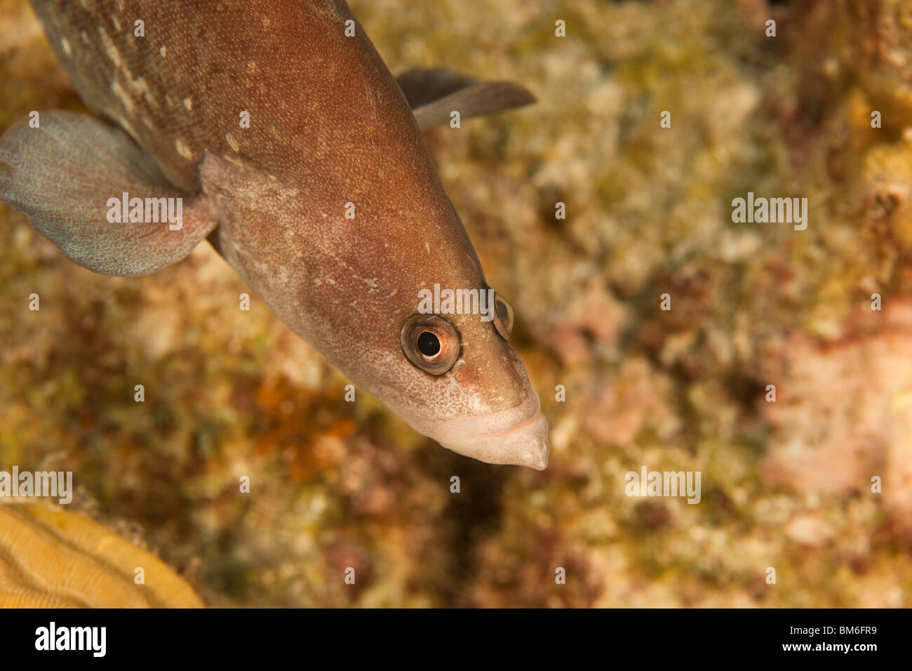 Whitespotted Soapfish (Rypticus maculatus) on a tropical coral reef in Bonaire, Netherlands Antilles. Stock Photo
