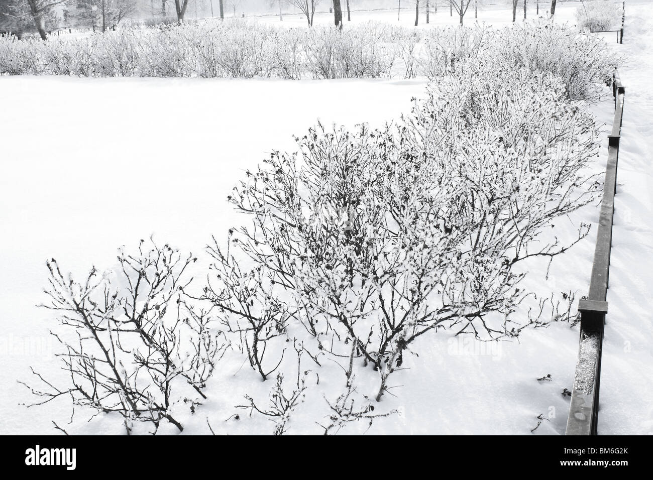 Frost covered bushes hi-res stock photography and images - Alamy