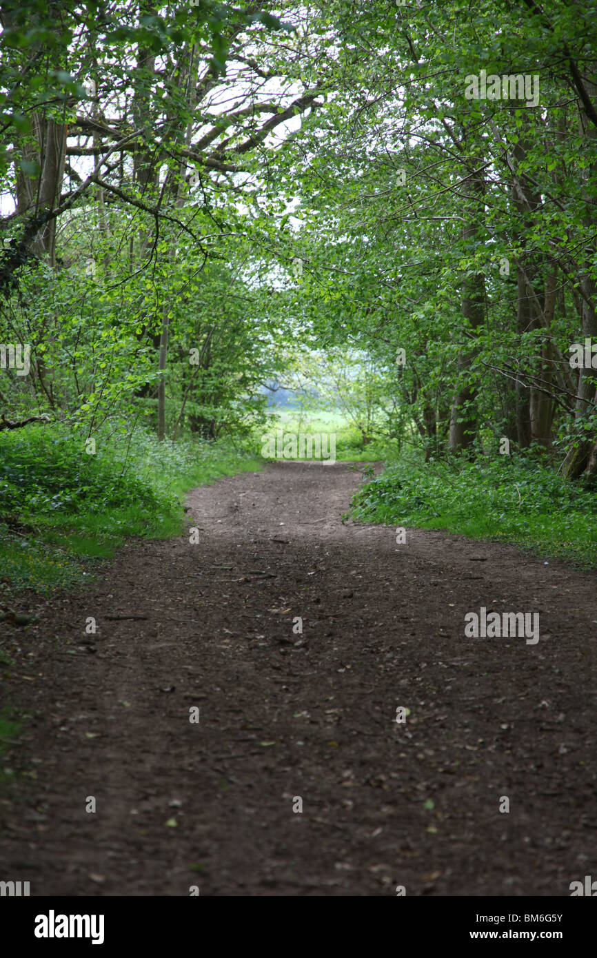 Woodland path hi-res stock photography and images - Alamy