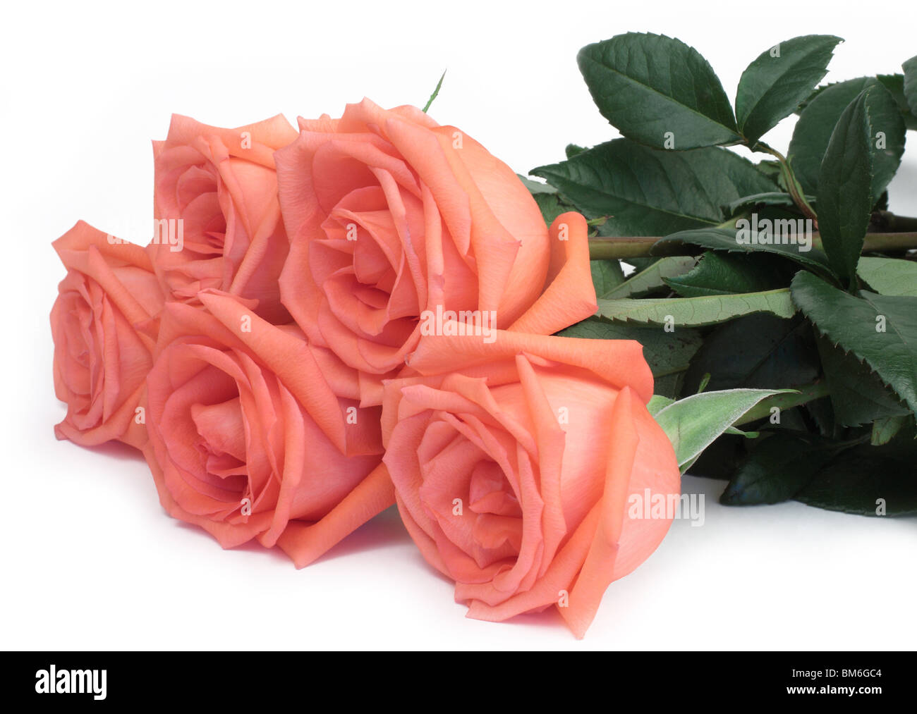 Pink Roses Row Row roses hi-res stock photography and images - Alamy