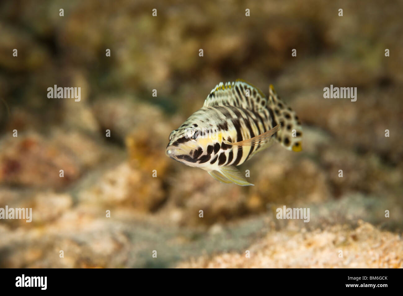 Harlequin Bass (Serranus tigrinus) on a tropical coral reef in Bonaire, Netherlands Antilles. Stock Photo