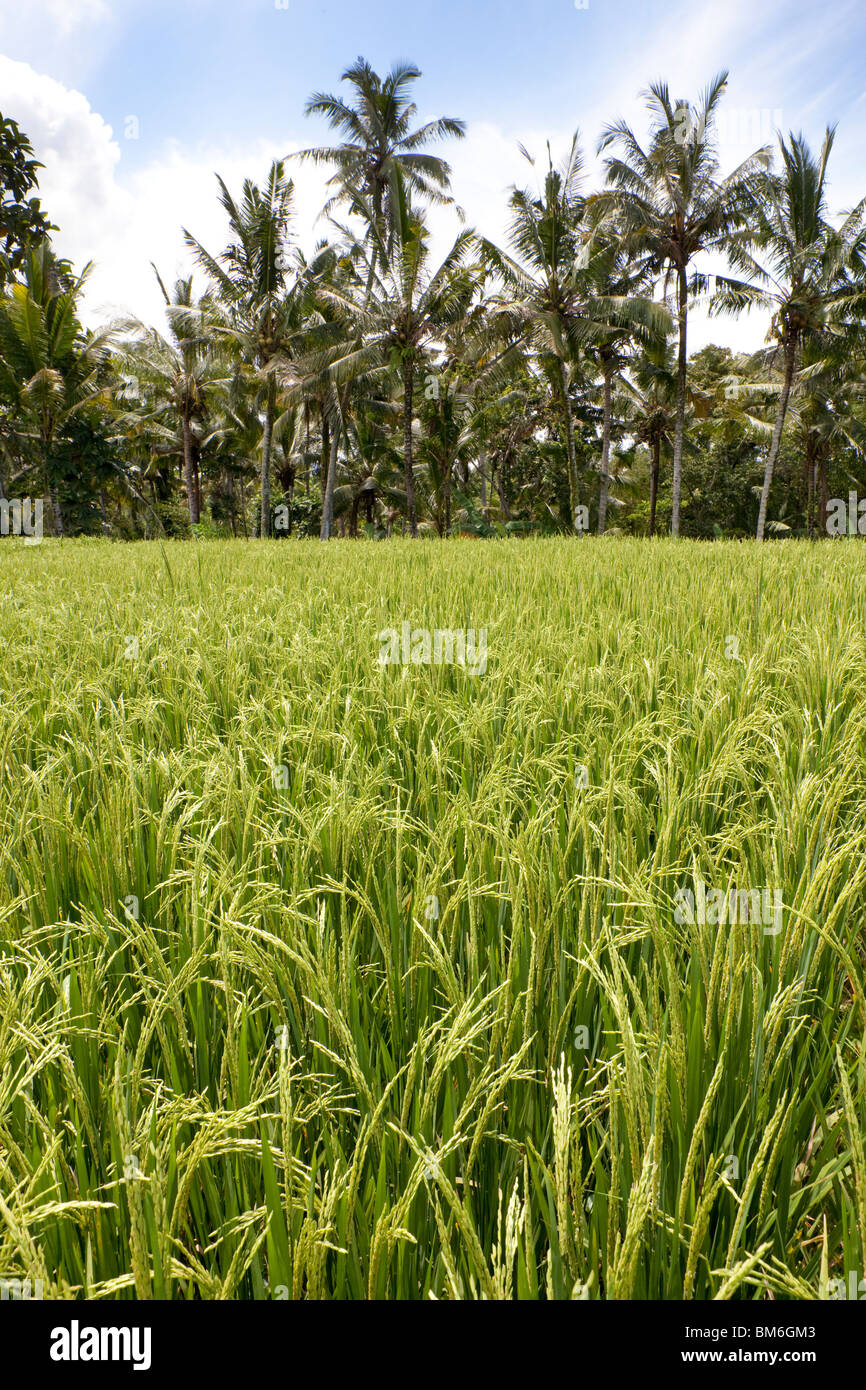 Rice grains ripening on stalk ready for harvest in a paddy field at Bali Indonesia Stock Photo