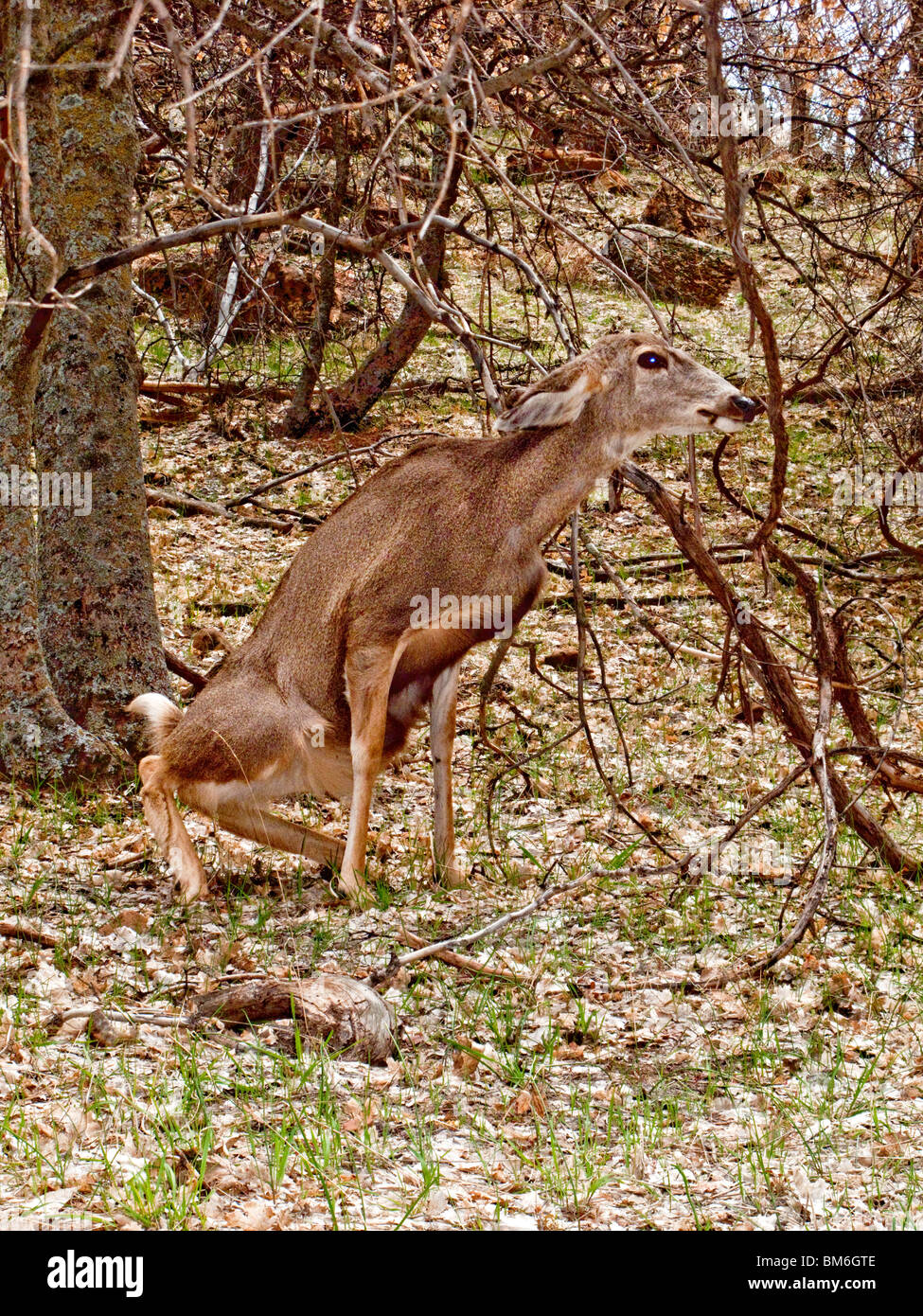 A female whitetailed deer (Odocoileus virginianus) rises from a sitting position front legs