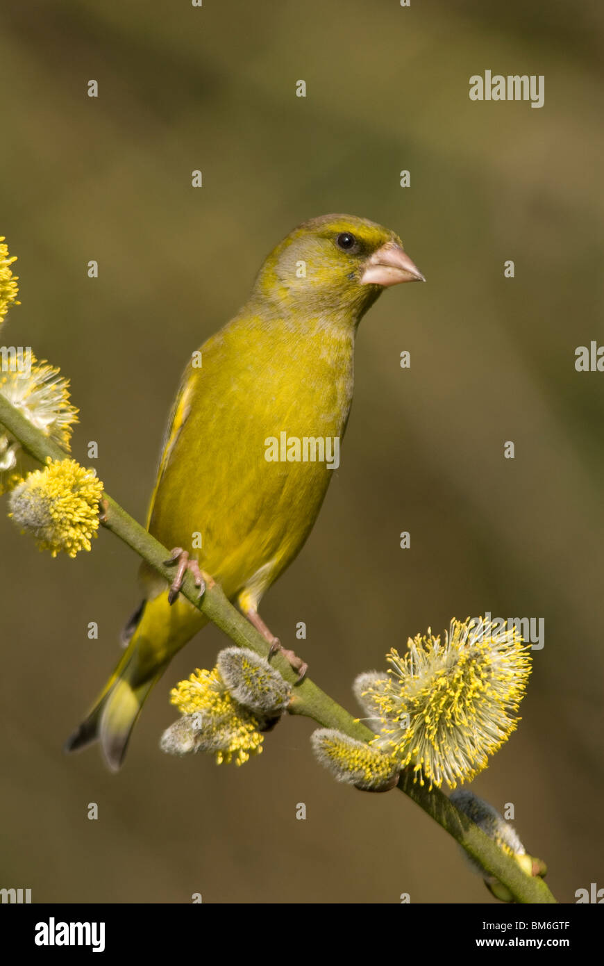 Greenfinch, (Carduelis chloris) adult male perched on flowering willow branch Stock Photo