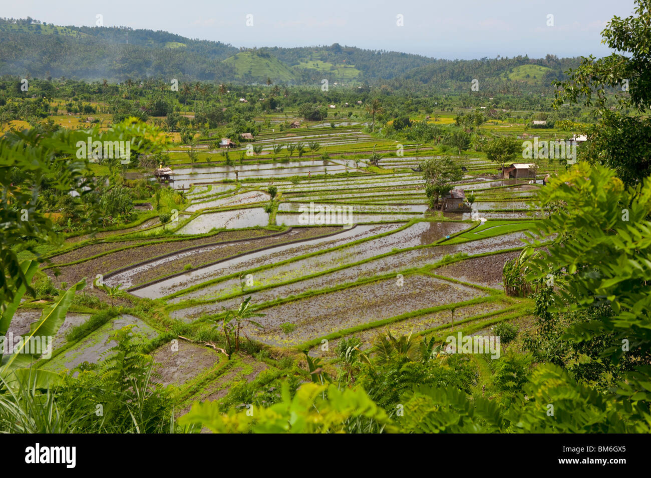 Rice field at Tirta Gangga Bali Indonesia Stock Photo