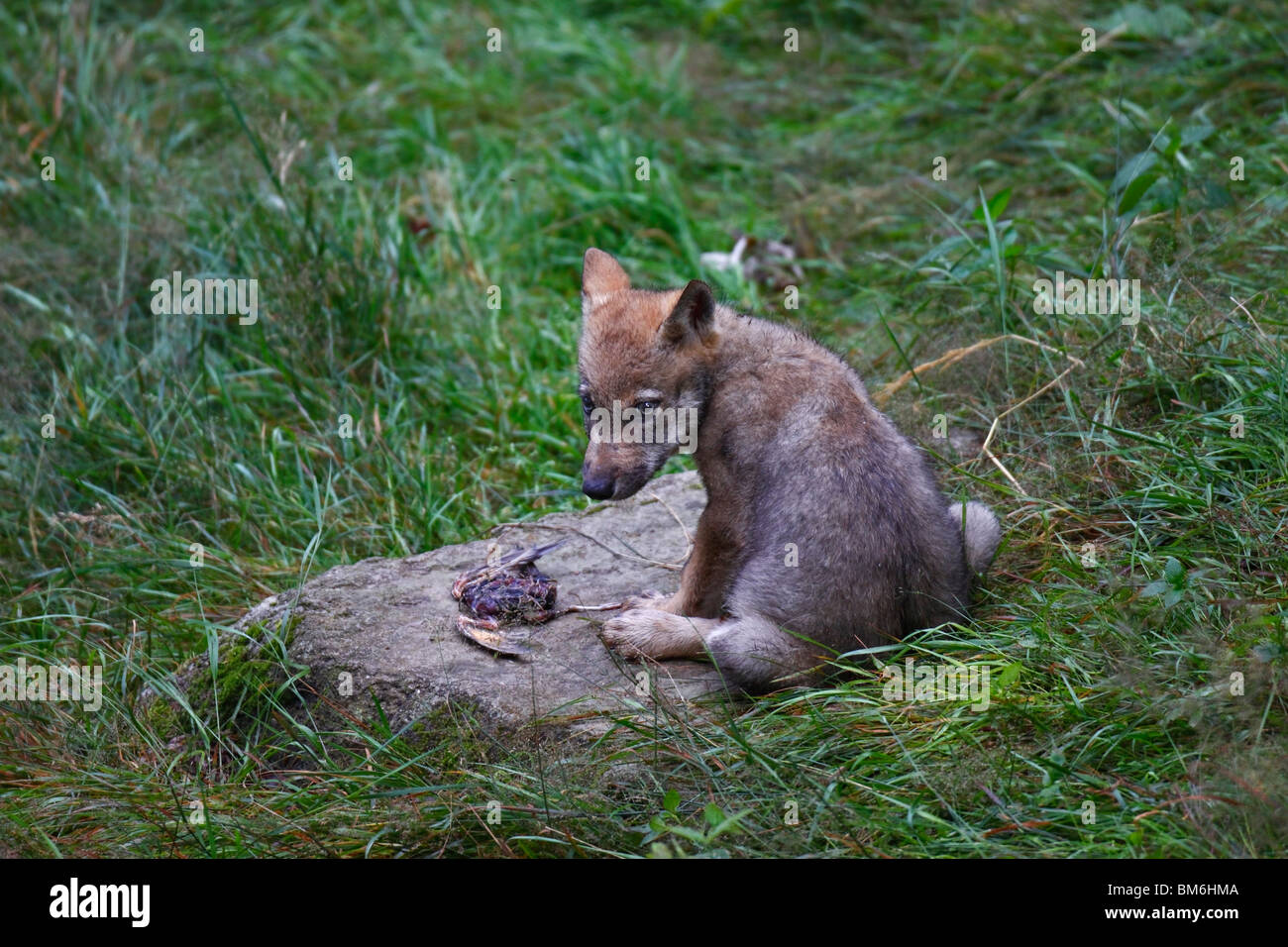 Wolf, Canis, lupus, jung,welpe, jungtier Stock Photo