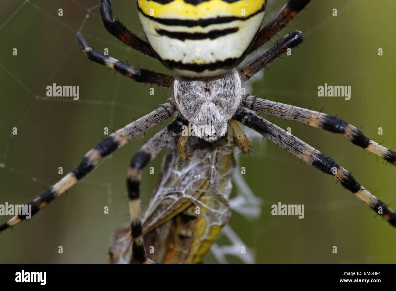 Zebraspinne, wespenspinne, spinne, spinnennetz, wasp, spider, Argiope, bruennichi, Stock Photo