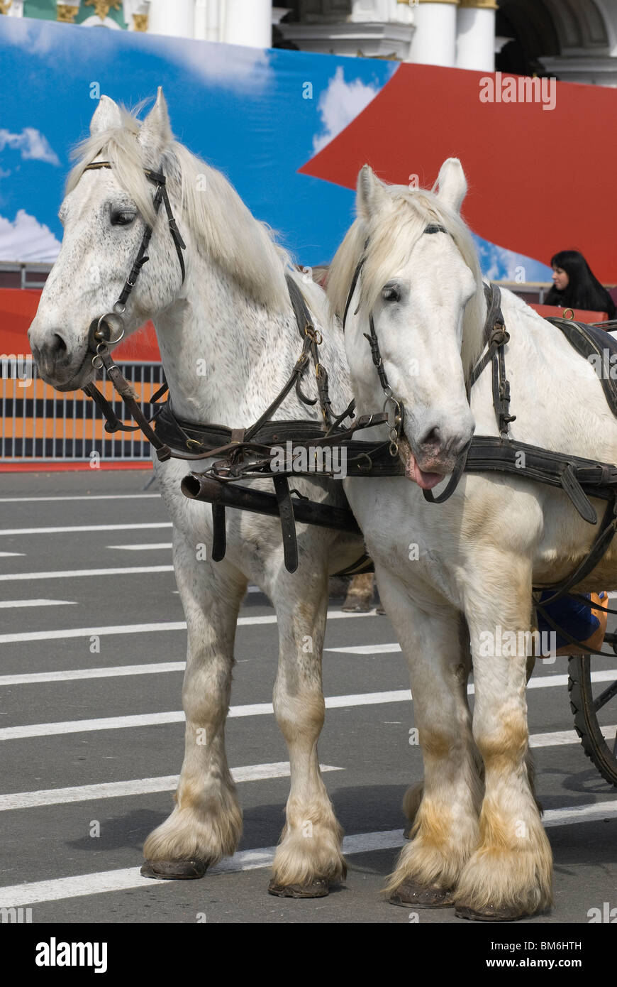 Two white horses hi-res stock photography and images - Alamy
