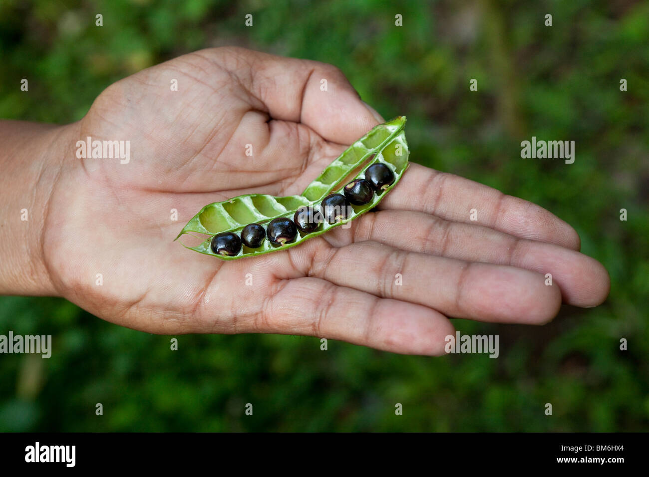 Black beans hires stock photography and images Alamy