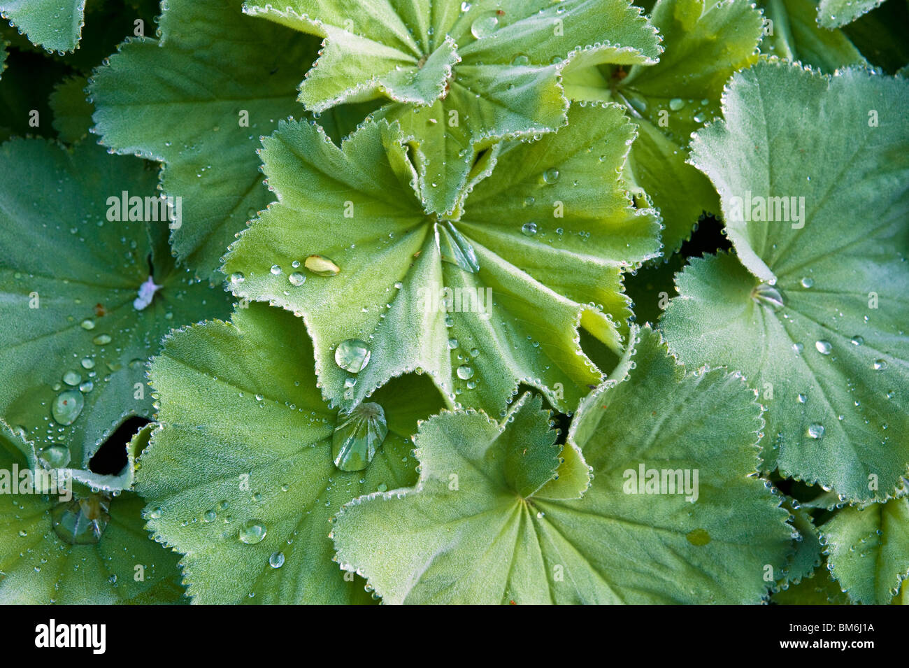 Water droplets on lady's mantle (alchemilla mollis) leaves Stock Photo