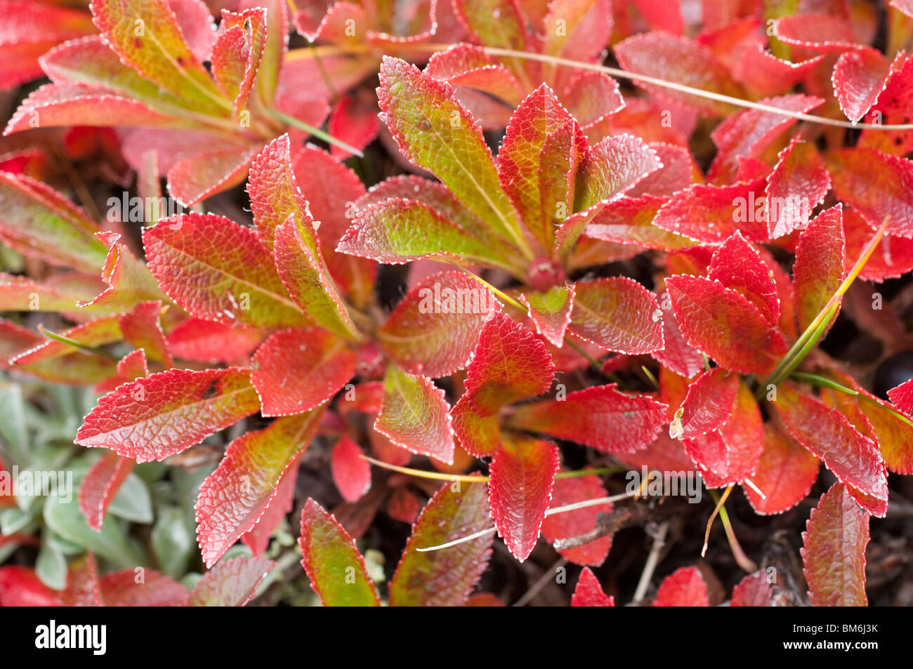 Detail of bilberry foliage, Graubunden (Grisons) Switzerland Stock Photo