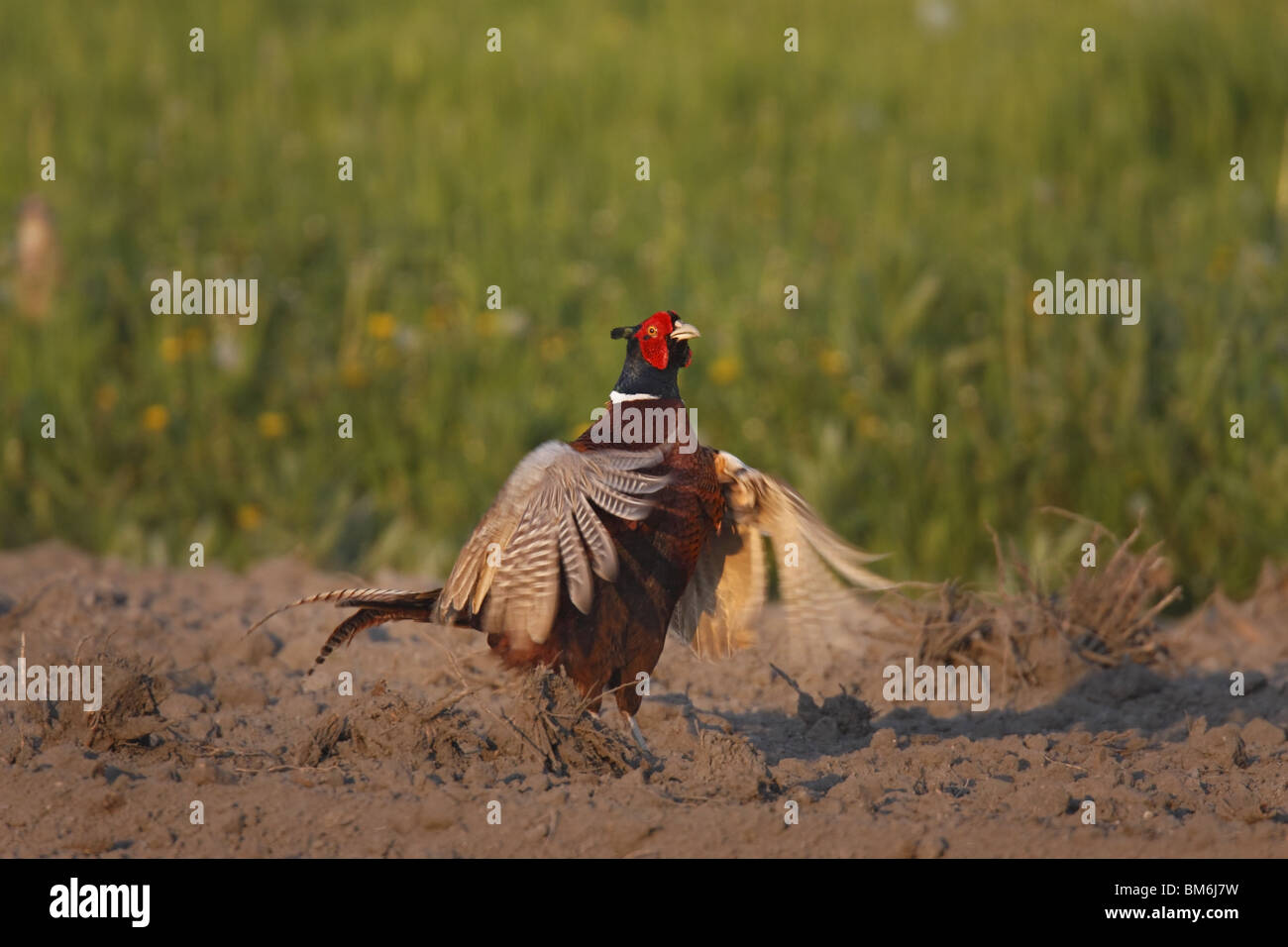 Fasan, phasianus, colchicus, Common, Pheasant Stock Photo