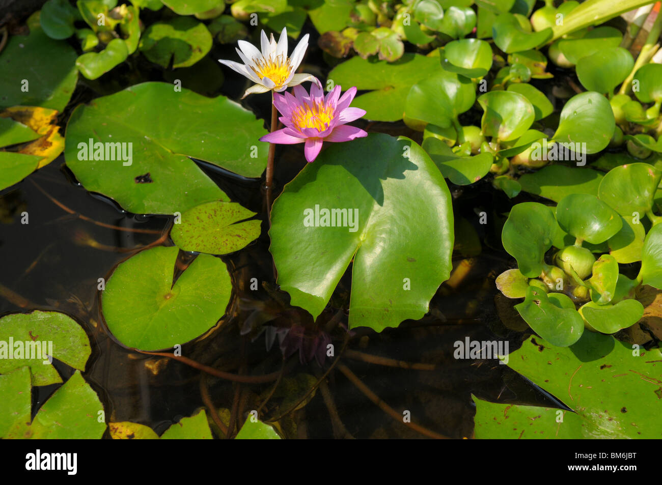 water lilie pond at wat kam ko(kam kaw) temple , mae hong son , north thailand Stock Photo