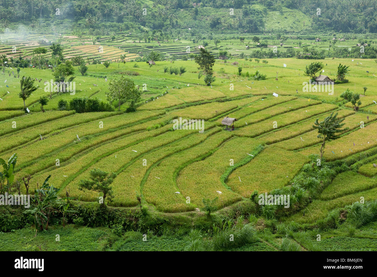 Rice field at Tirta Gangga Bali Indonesia Stock Photo