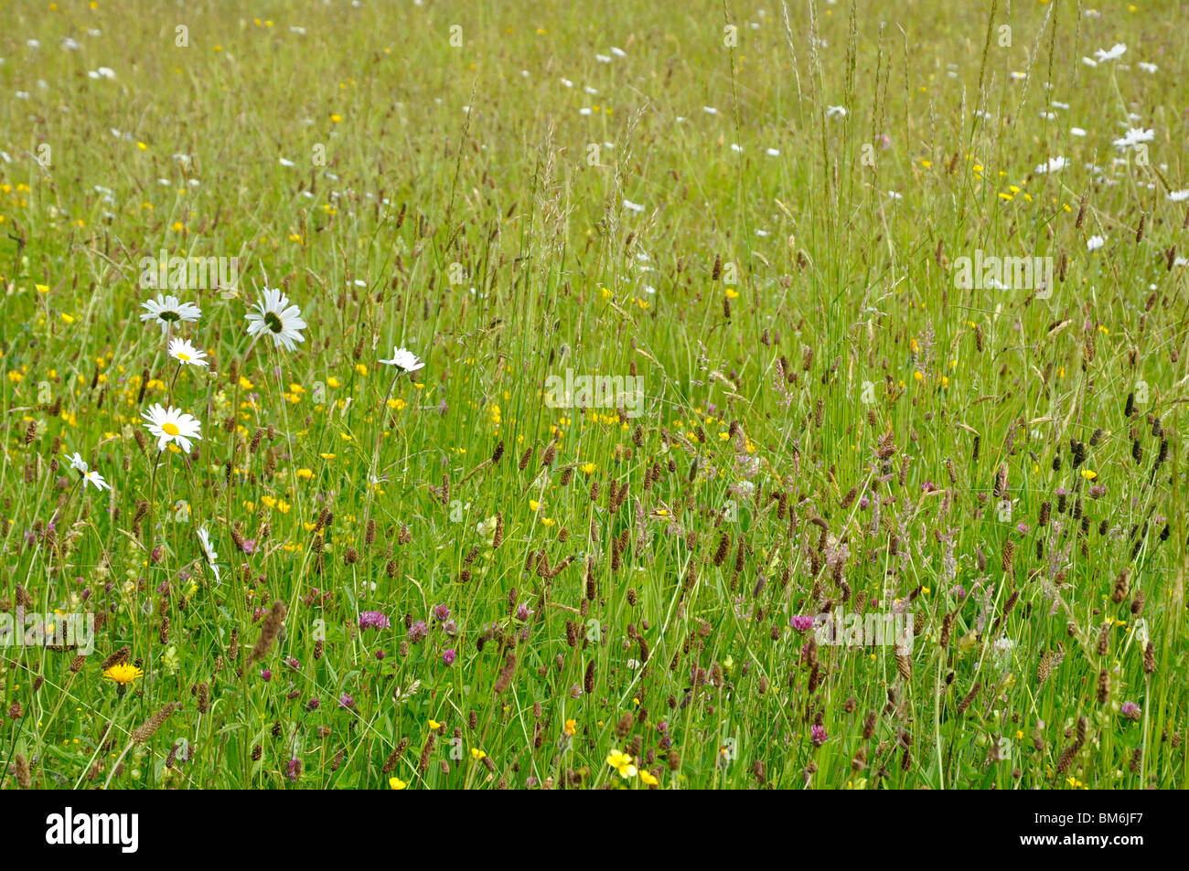 English Meadow with flowers and grasses Stock Photo