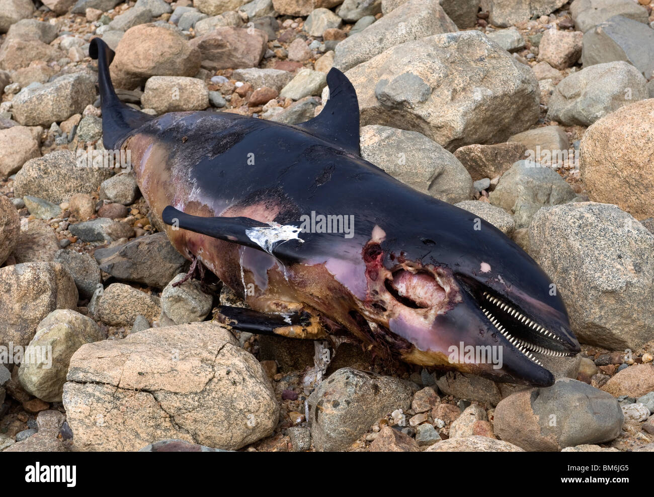 Download Dead Dolphin On The Beach In Dennis Cape Cod Stock Photo Alamy