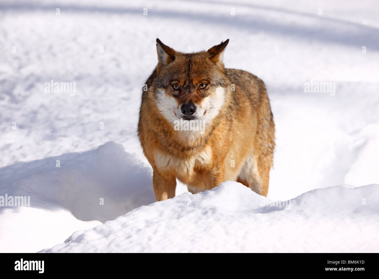 Wolf, Canis, lupus, Raubtier, winter, schnee Stock Photo