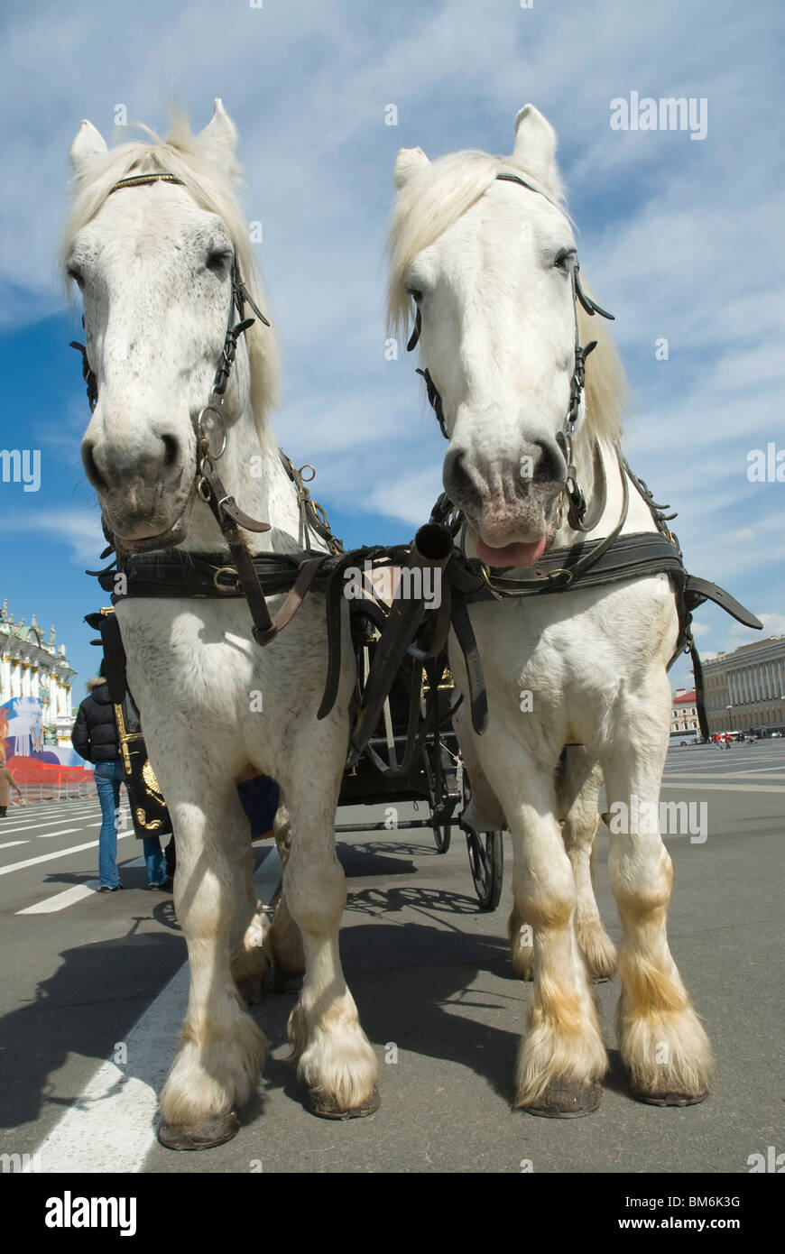 Two white horses hi-res stock photography and images - Alamy