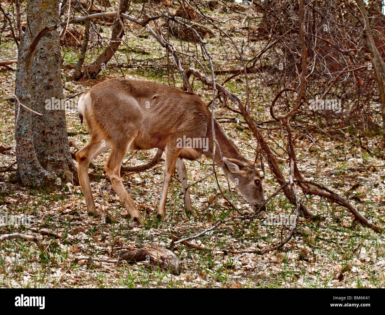 A female white-tailed deer (Odocoileus virginianus) forages for food in Zion National Park, Utah. Stock Photo