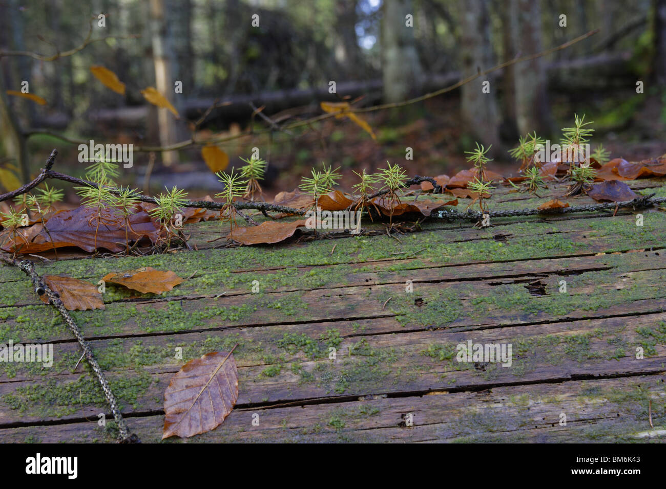 young spruce trees, Stock Photo