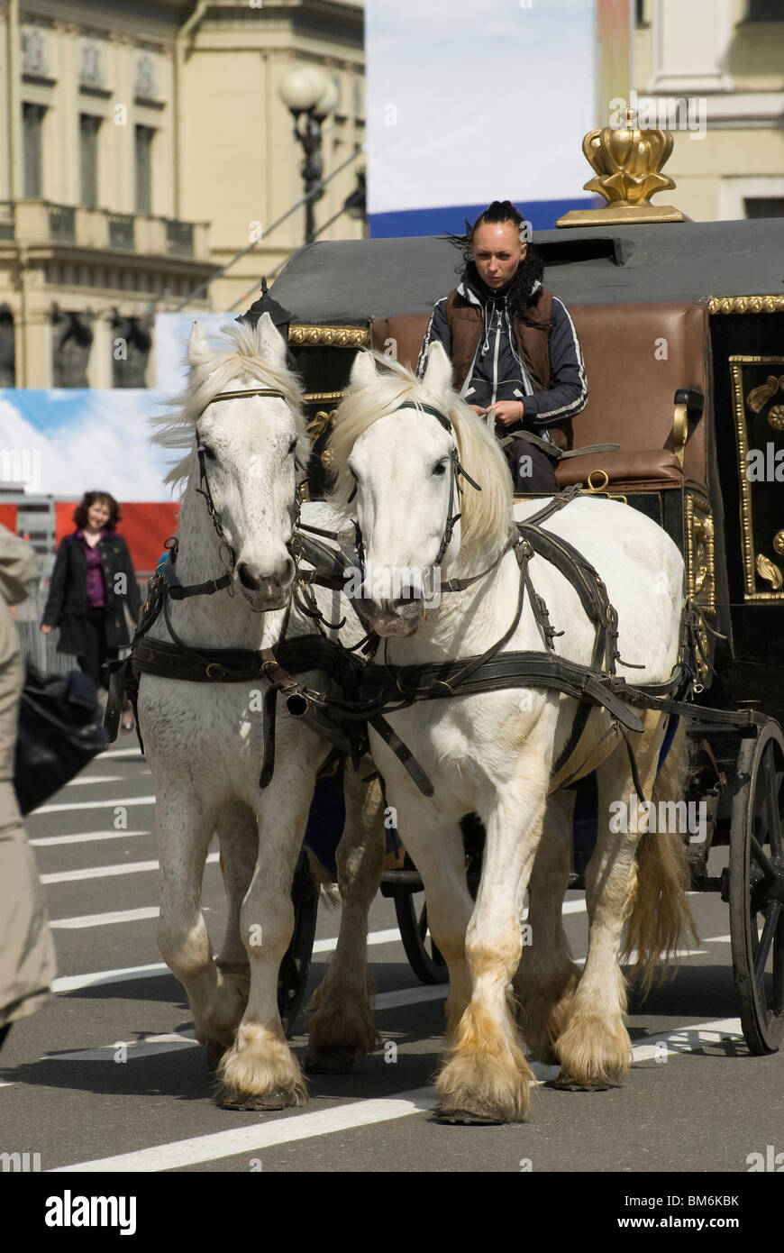Two white horses hi-res stock photography and images - Alamy