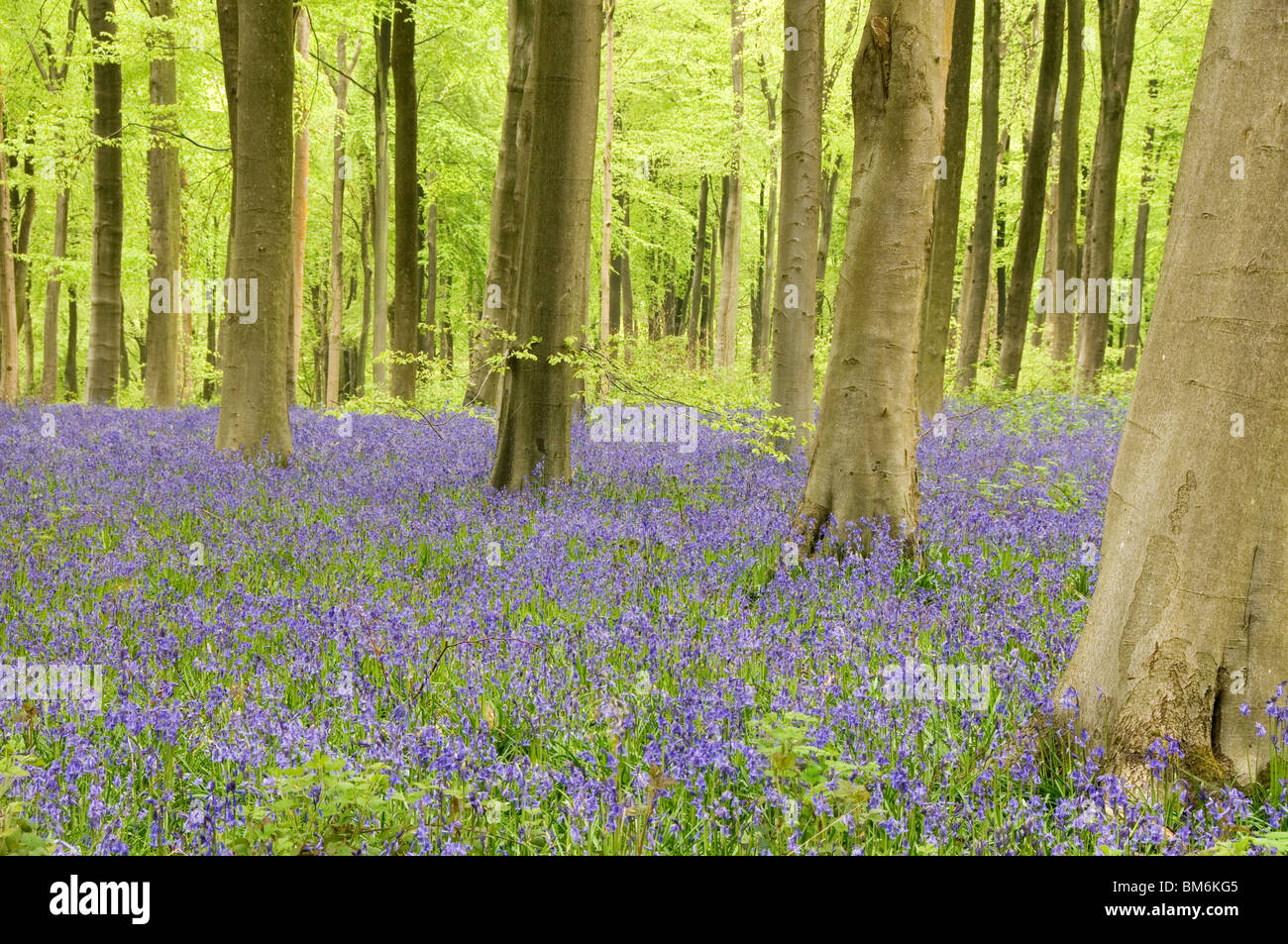 Bluebells at West Woods Marlborough Wiltshire England UK Stock Photo