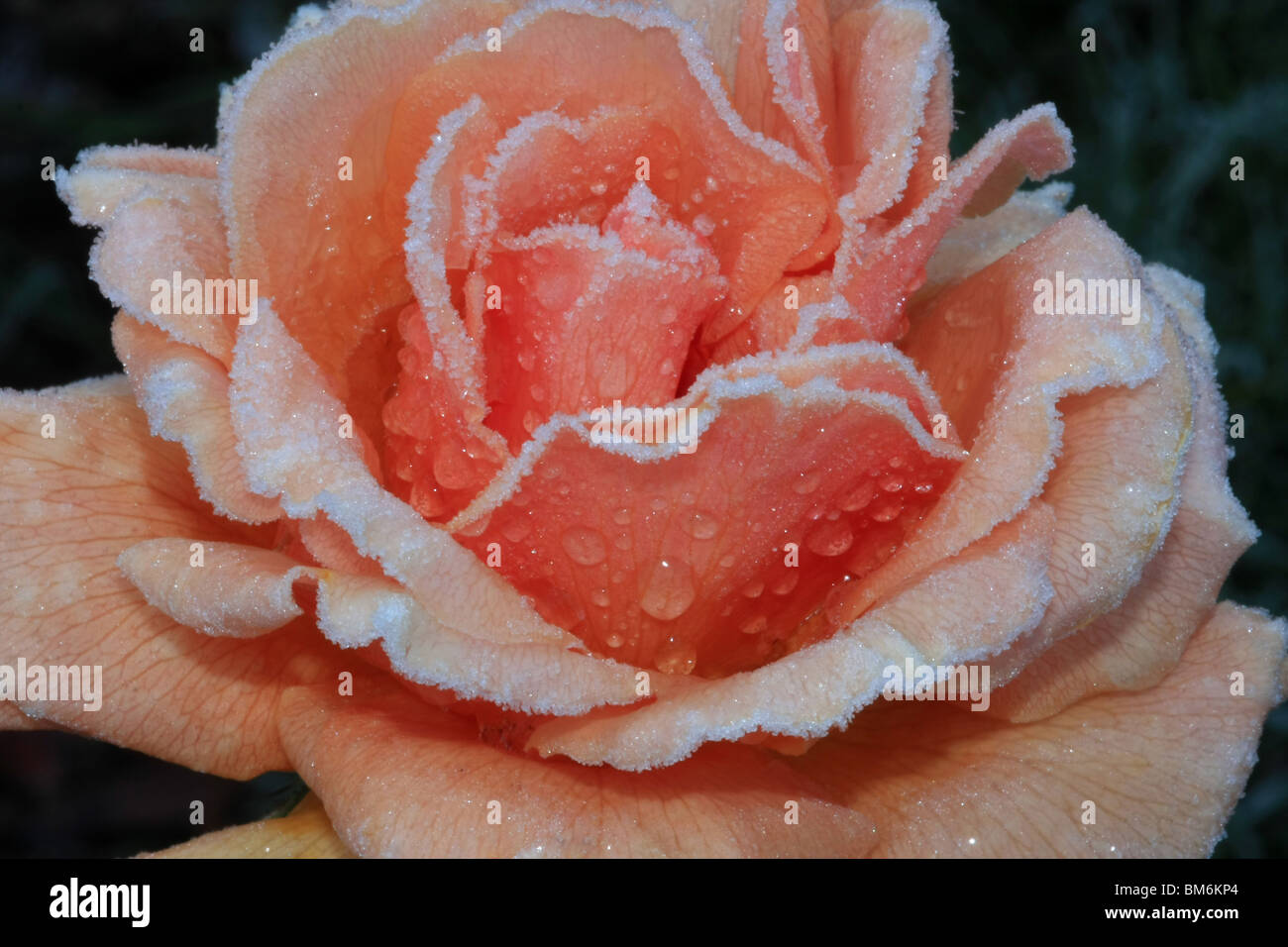 Frost Effect Roses Rose frost hi-res stock photography and images - Alamy