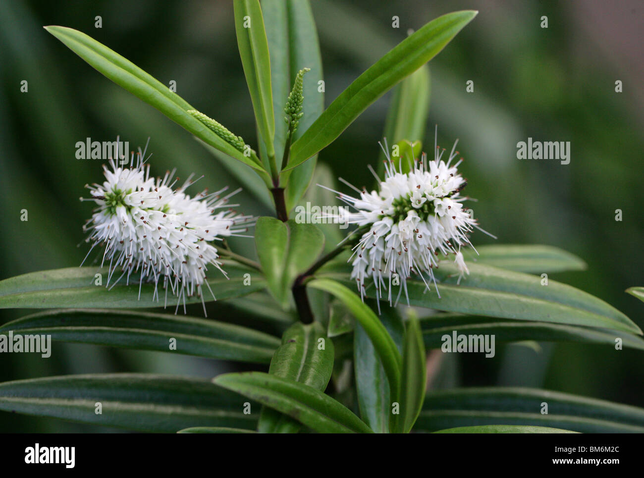 Hebe macrocarpa var. macrocarpa, Scrophulariaceae, New Zealand (North Island). Stock Photo