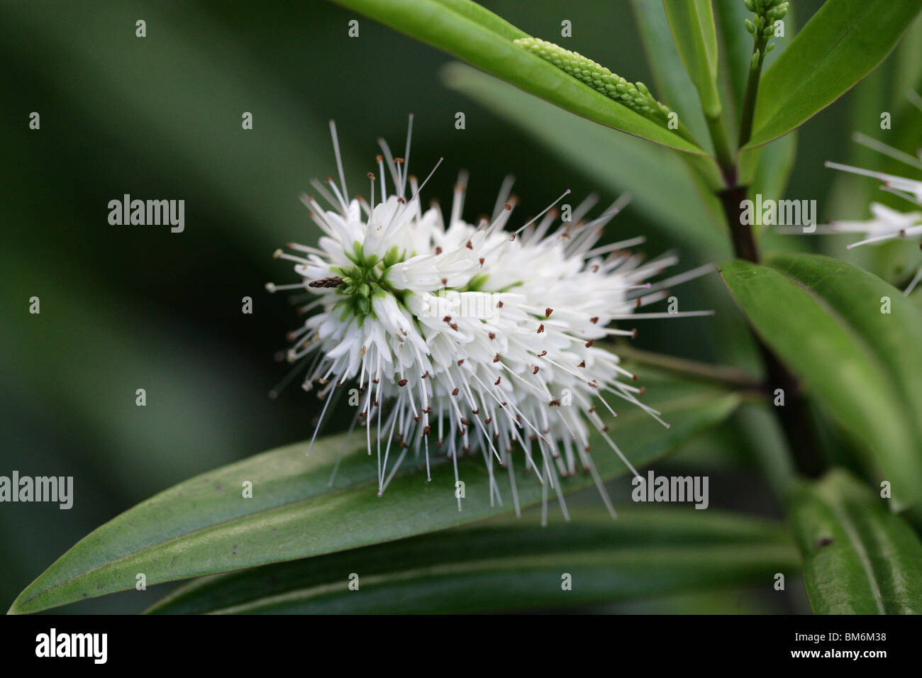 Hebe macrocarpa var. macrocarpa, Scrophulariaceae, New Zealand (North Island). Stock Photo