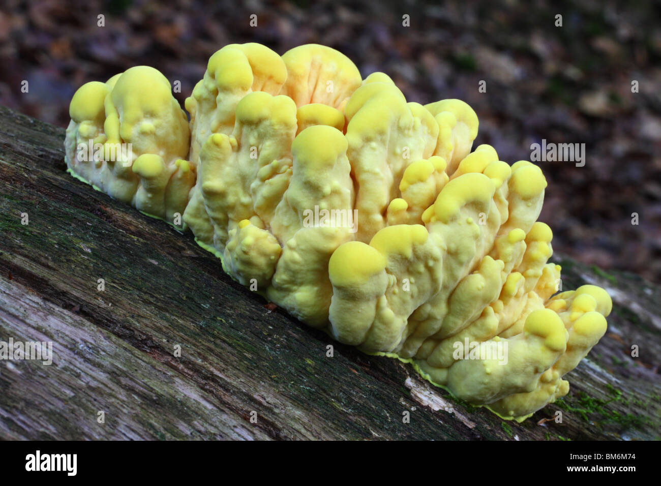 Chicken of the Woods (Laetiporus sulphureus), also known as the sulphur polypore. Stock Photo