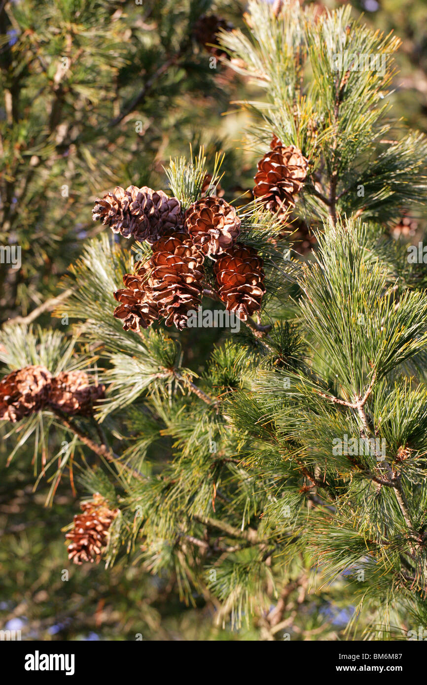 Macedonian Pine, Pinus peuce, Pinaceae, South East Europe Stock Photo