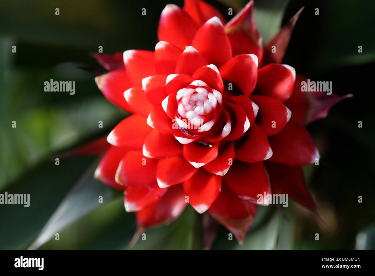 Red and White Spotted Guzmania, Commercial Hybrid Bromeliad, Bromeliaceae. Stock Photo