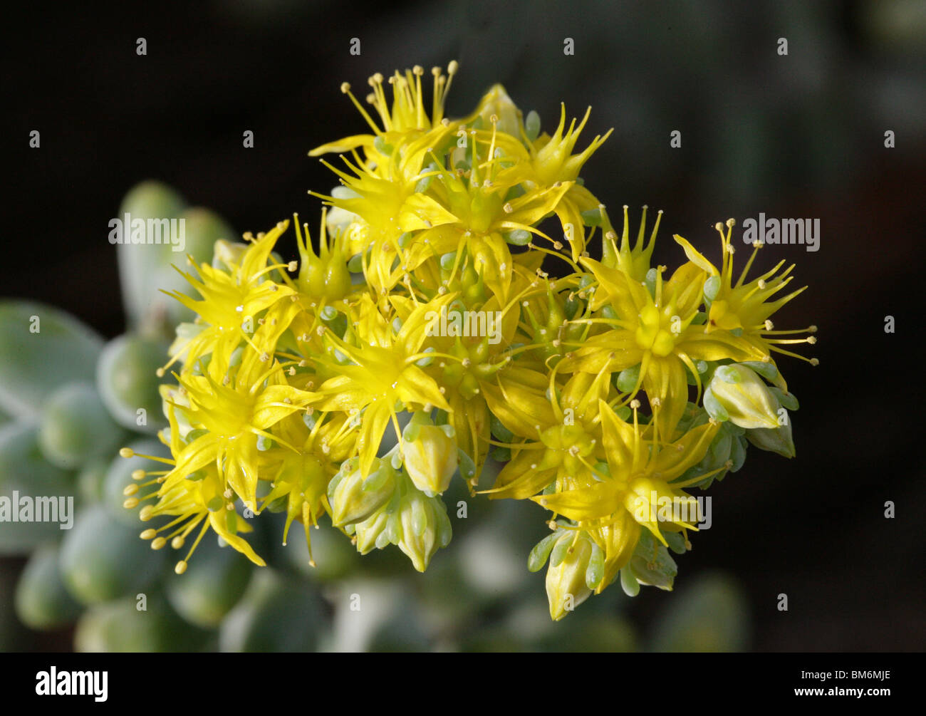 Silver Sedum, Sedum treleasei, Crassulaceae, Central Mexico Stock Photo ...