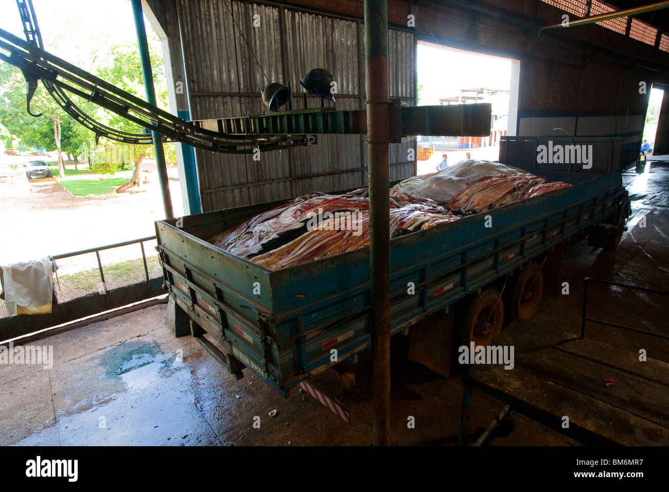 Tannery in Brazil, Caceres city, Mato Grosso State, Amazon. Raw hide,  untanned hide arriving in factory Stock Photo