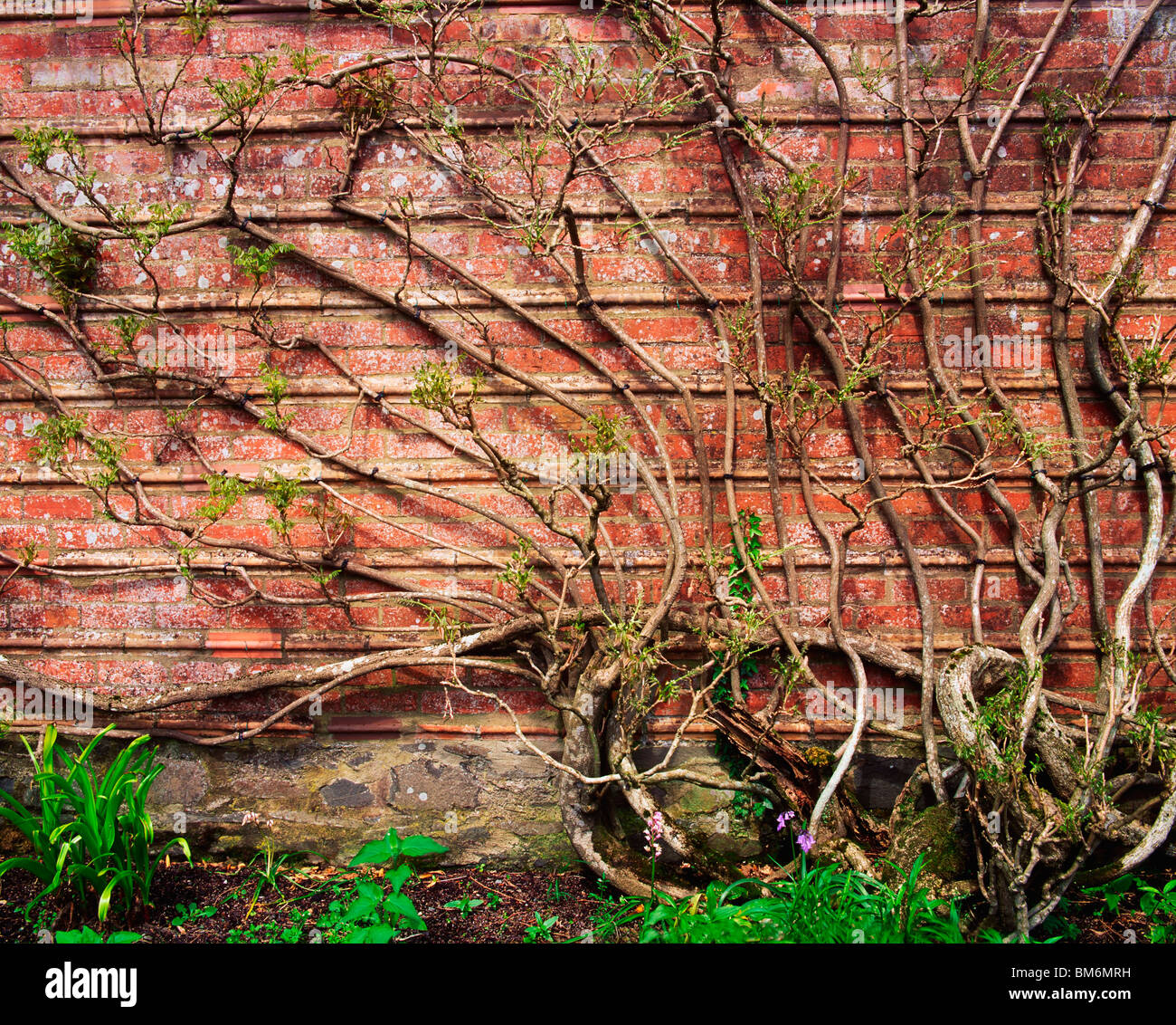 Wisteria Climbing Garden Wall Stock Photo