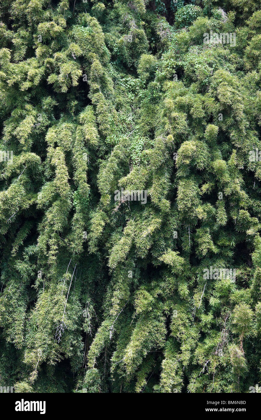 Invasive bamboo hires stock photography and images Alamy