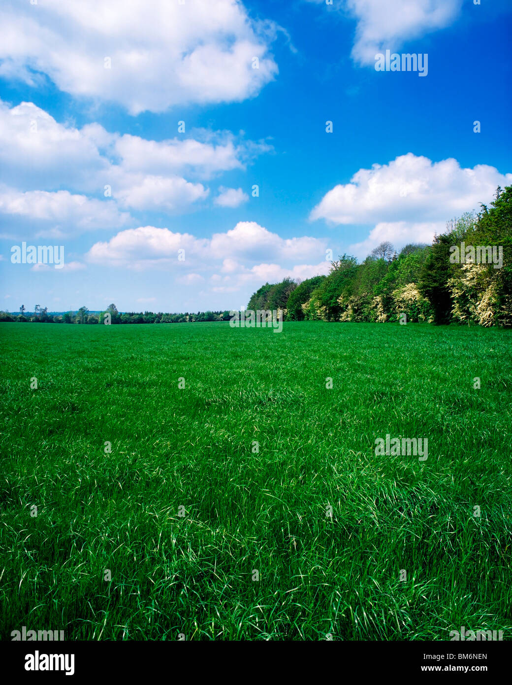 Grass Field, Ireland Stock Photo Alamy