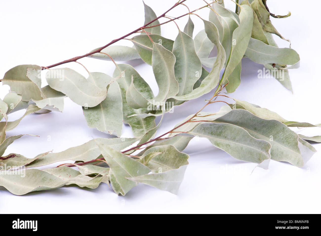 Dried eucalyptus leaves on a branch on white background Stock Photo Alamy