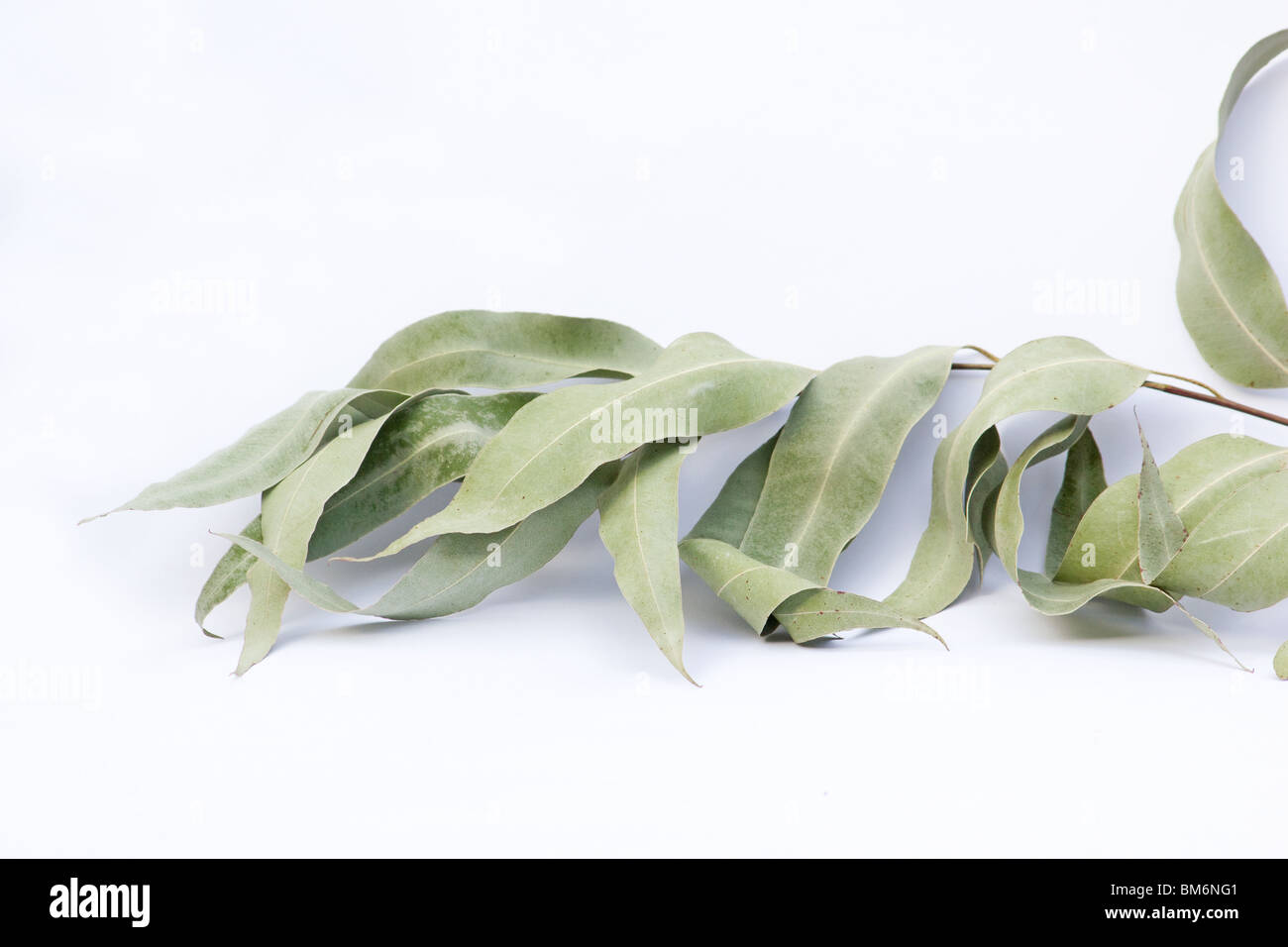Eucalyptus leaves cut out hi-res stock photography and images - Alamy