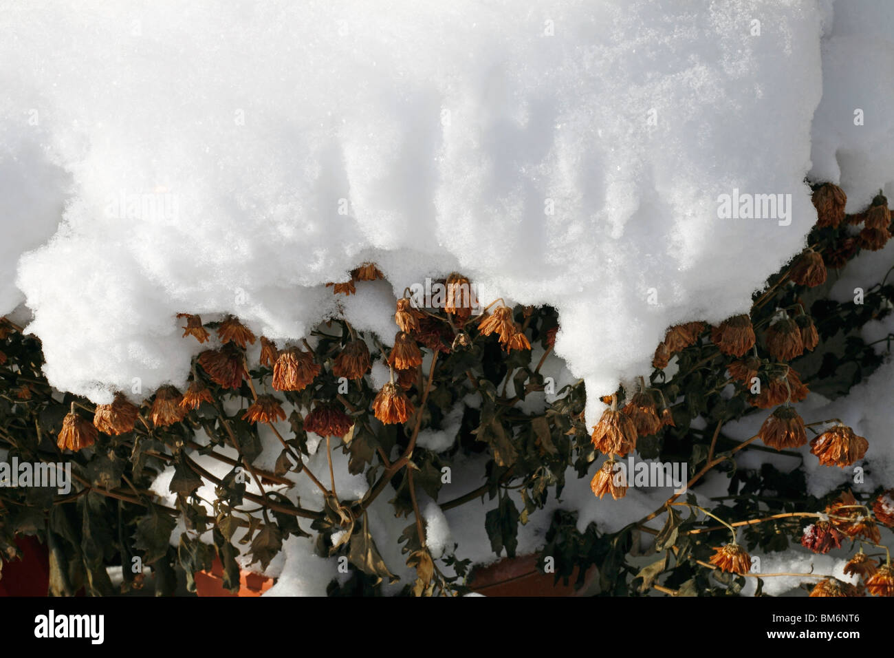 Flowers Covered In Snow Stock Photo Alamy
