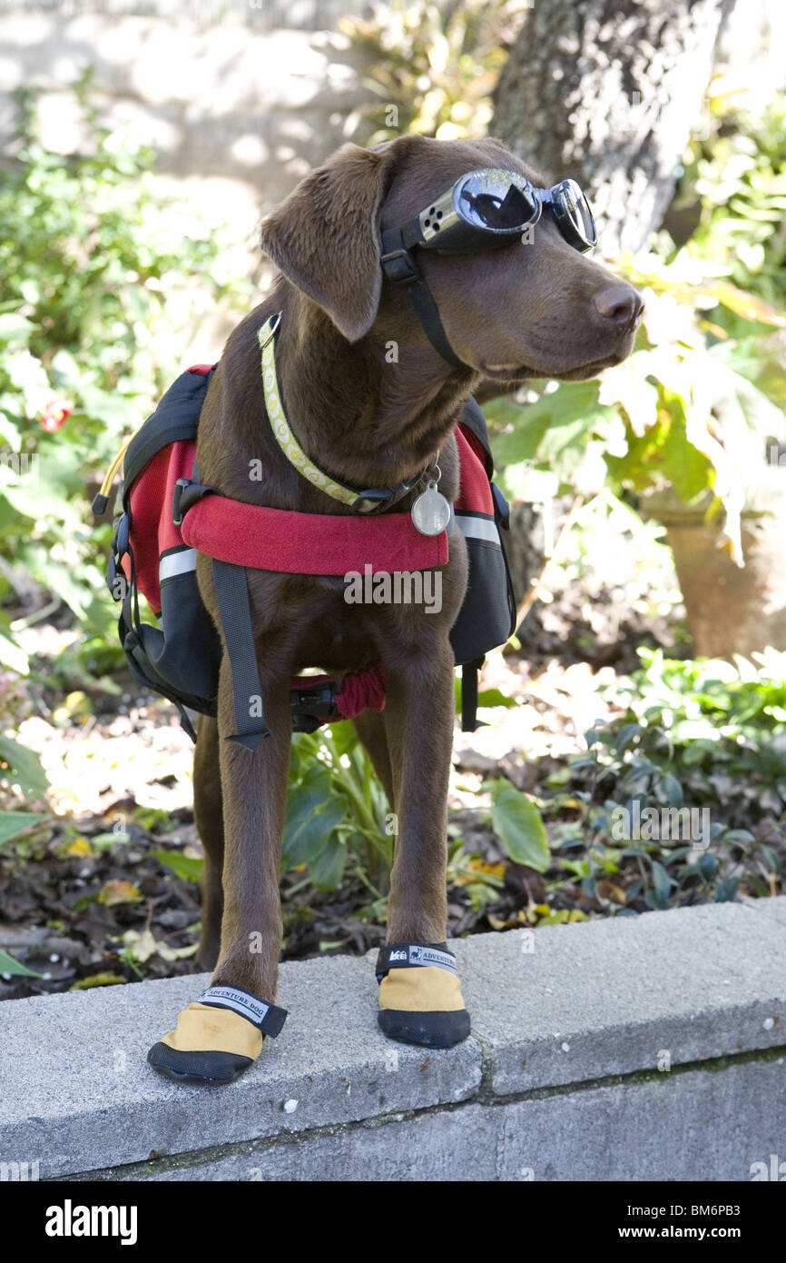 Labrador gear hotsell