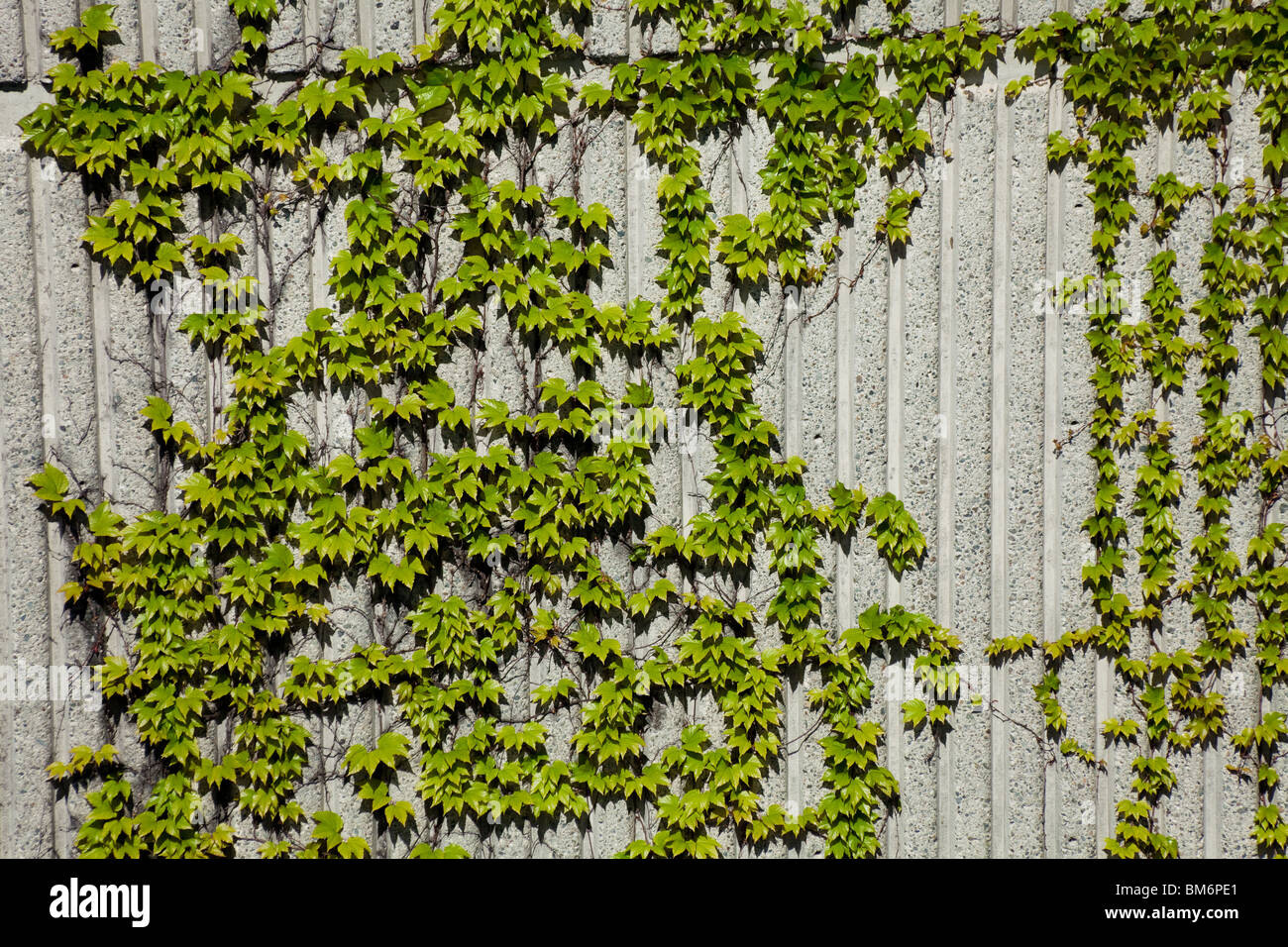Ivy and Concrete Wall for background Stock Photo