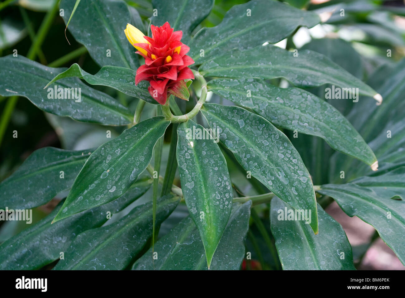 Costus barbatus, also known as Spiral Ginger Stock Photo