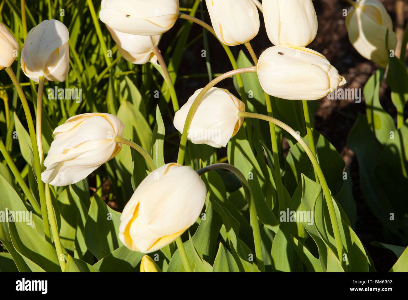 Drooping tulip hires stock photography and images Alamy