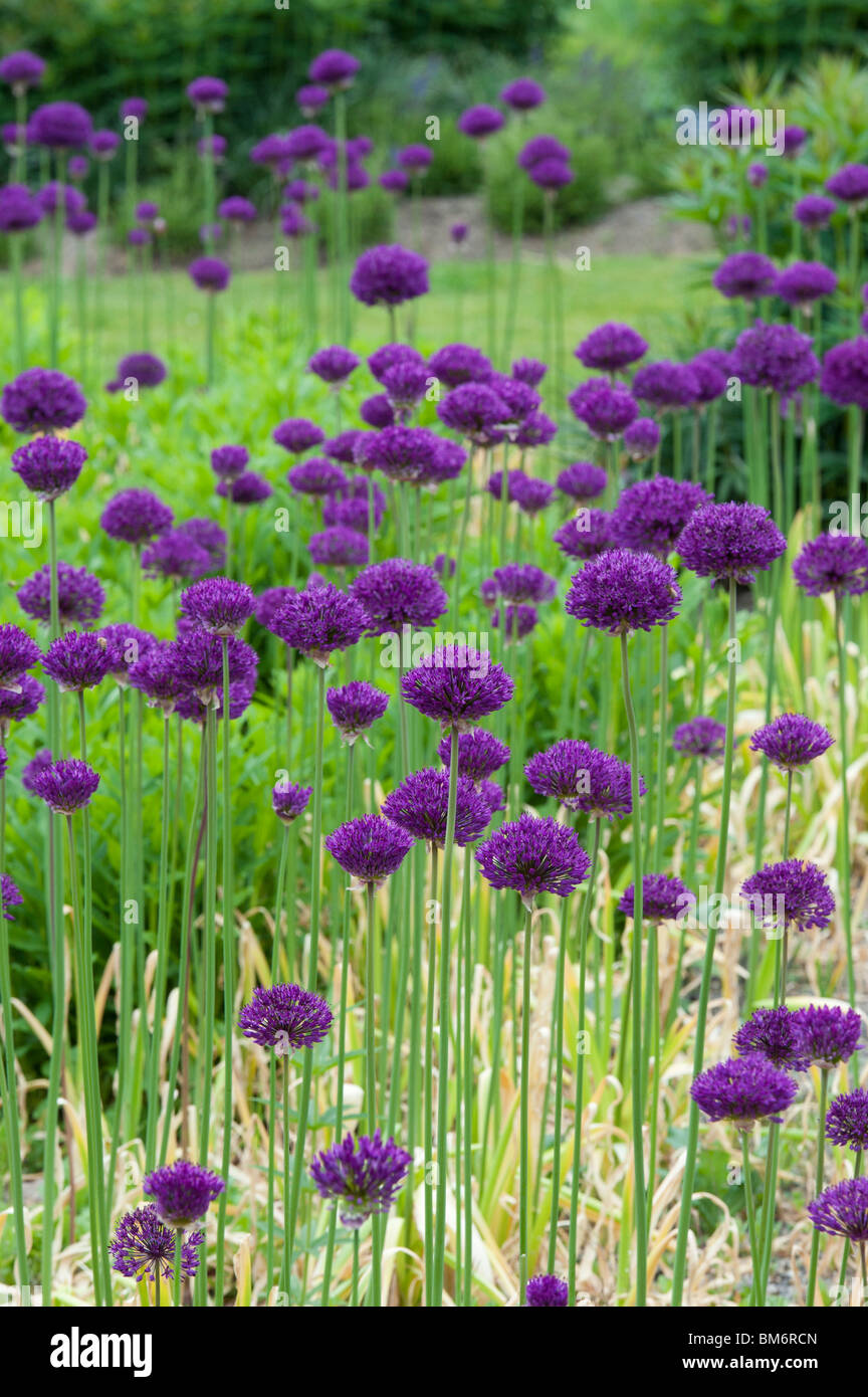 Allium hollandicum 'Purple Sensation'. Ornamental Onion flowers at RHS Wisley gardens, England Stock Photo