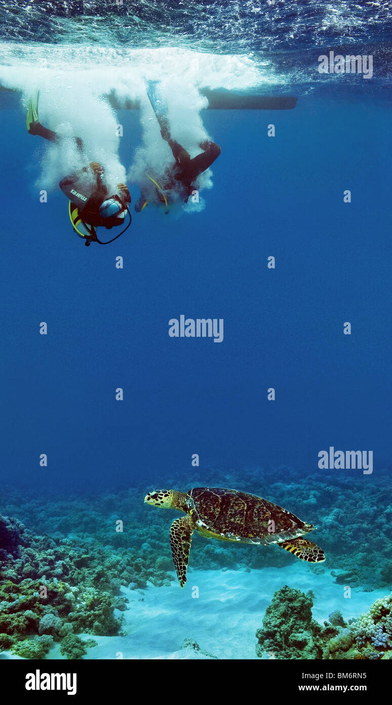 two scubadivers breaking surface and turtle swimming underwater Stock Photo