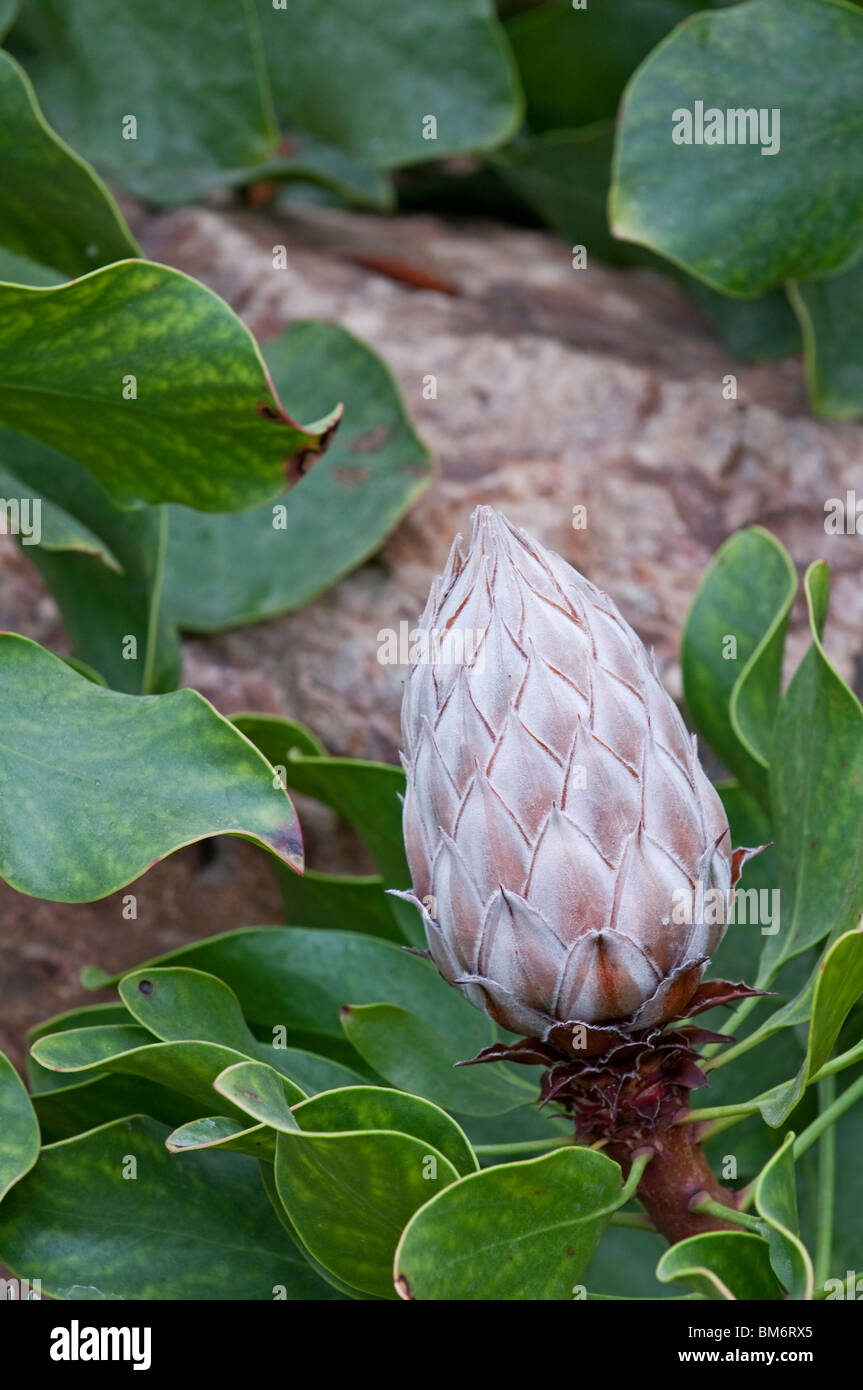 King Protea: Protea cynaroides. Bud of flower. Stock Photo