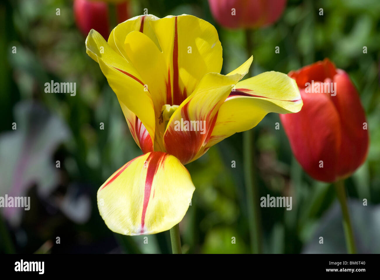 Color blend Tulip. 'French Blend'. Chicago Botanic Garden Stock Photo